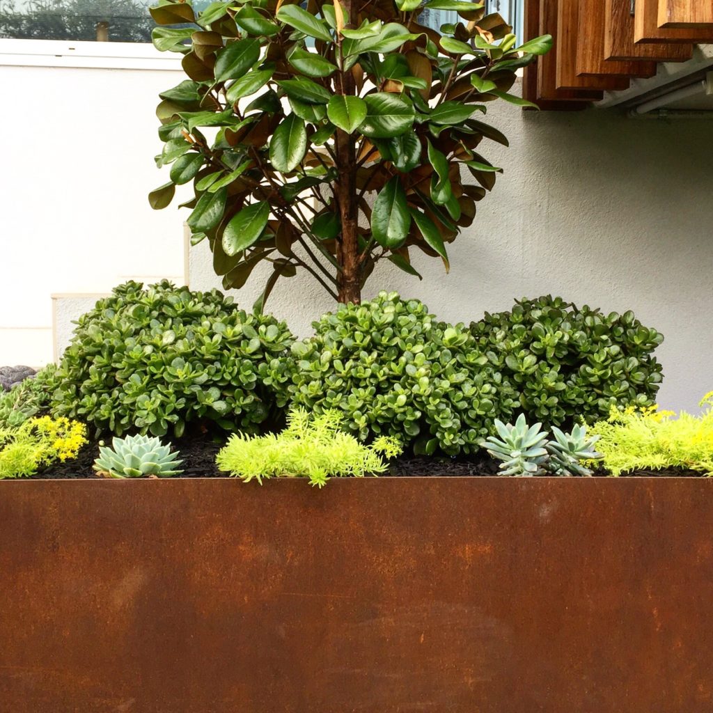 plants for your balcony plants